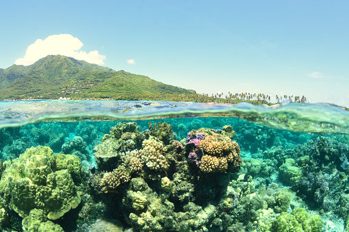 translucent and fishy lagoon of Moorea - French Polynesia