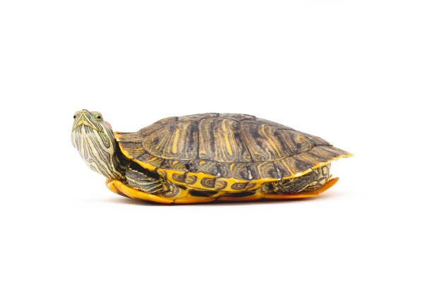istock Pet turtle red-eared slider(Trachemys scripta elegans) isolated on white background. 1299480770