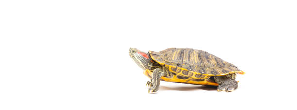 istock Pet turtle red-eared slider(Trachemys scripta elegans) banner isolated on white background. copy space 1299481360