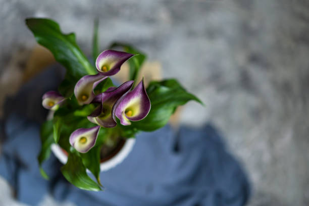Beautiful magenta calla lily on pastel purple background. Flat lay. Place for text.