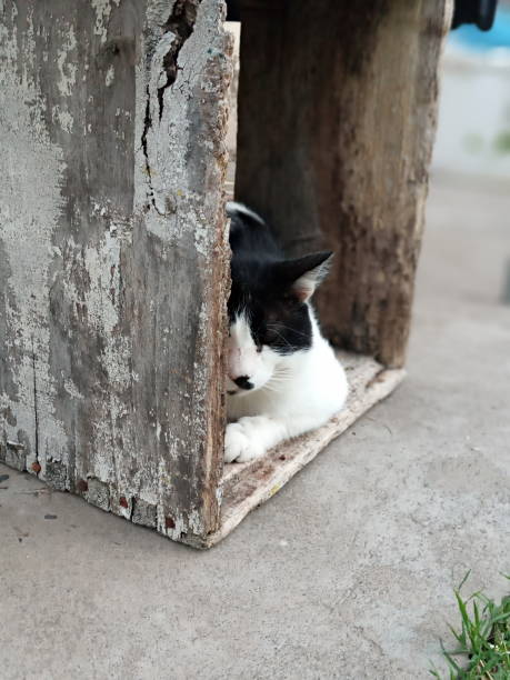 istock The tranquility of a cat 1299482715