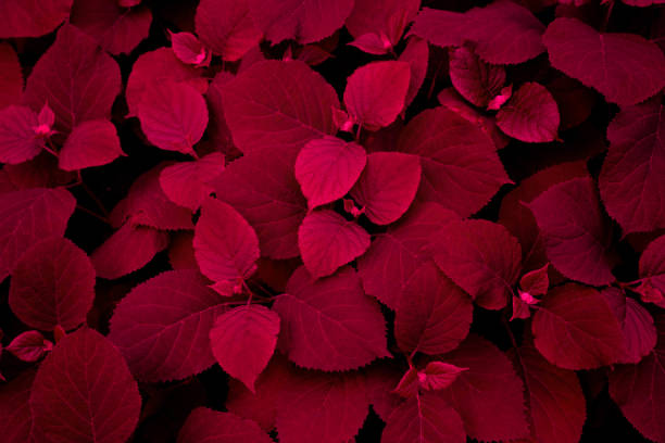 istock Red dark background of their hydrangea flower leaves 1299483029