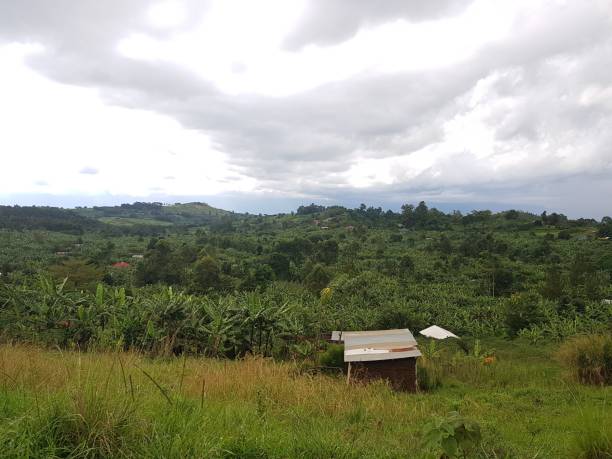 istock Green Scenery of Uganda Countryside, Uganda, Africa 1299483049