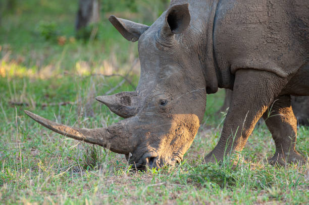 istock White Rhino in the Wild 1299485169