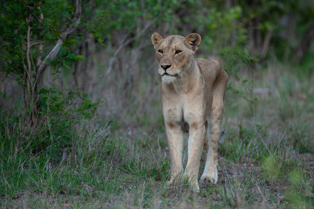 istock Lioness in the Wild 1299485460