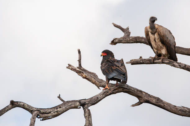 Vulture and Bateleur White Backed Vulture and Bateleur Eagle sitting in a dead tree on a safari in South Africa bateleur eagle terathopius ecaudatus portrait stock pictures, royalty-free photos & images