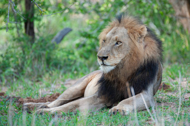 istock Male Lion in Africa 1299486762
