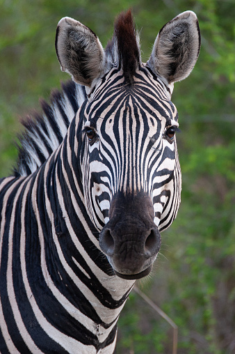 Zebra in the open grassland in the Kruger National Park in South Africa