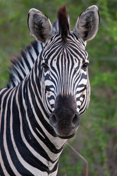 Zebra Portrait stock photo