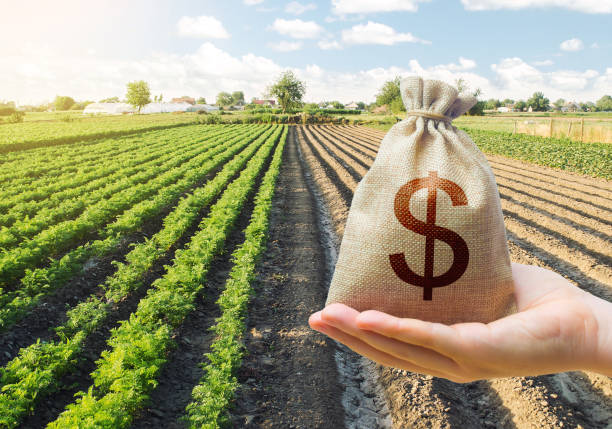 mão segura um saco de dinheiro em um fundo de uma plantação de cenoura. apoio e subsídios. empréstimos agrícolas. emprestando agricultores para compra de terras e material semente, modernização. renascimento da vila. - subsidy - fotografias e filmes do acervo