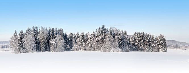 Hermoso bosque de invierno alpino panorámico photo