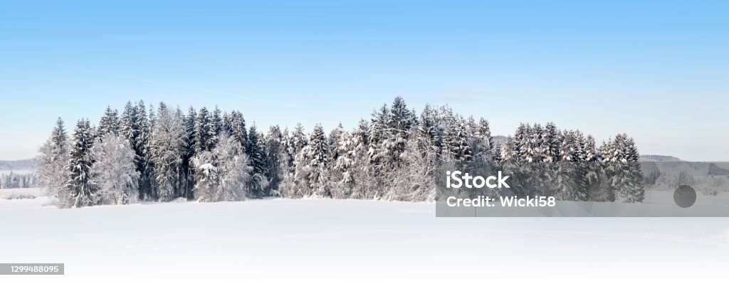 Beautiful alpine winter forest  panoramic Beautiful alpine winter forest panoramic with deep snow and a bright blue sky. Winter Stock Photo