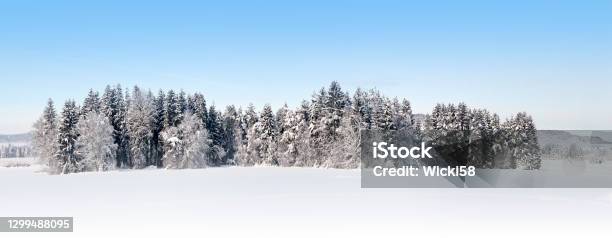 Beautiful Alpine Winter Forest Panoramic Stock Photo - Download Image Now - Winter, Snow, Tree