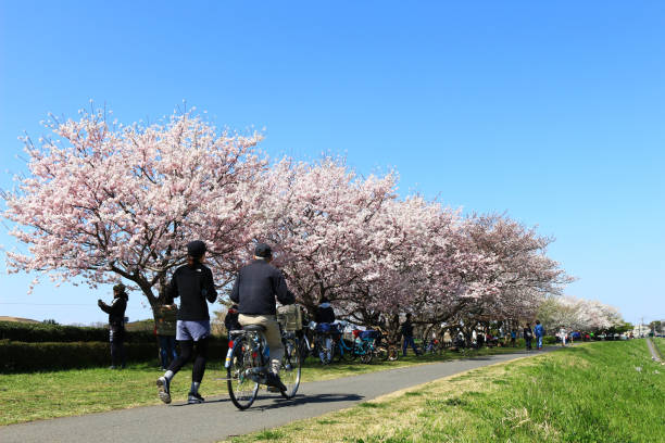 japanese cherry blossom viewing scenery - efflorescent imagens e fotografias de stock