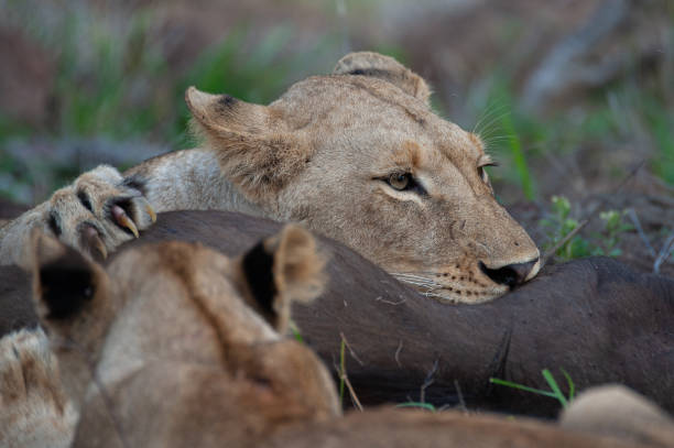 istock Female Lion feeding on Buffalo 1299489301