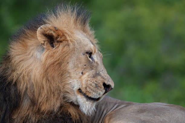 istock Male Lion in Africa 1299489303