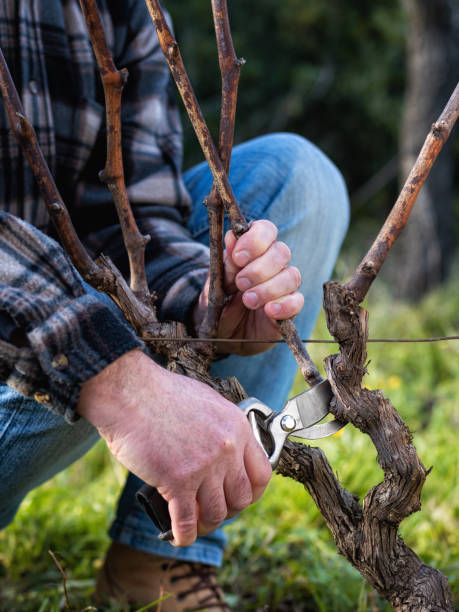 istock Farmer pruning the vine in winter. Agriculture. 1299489317