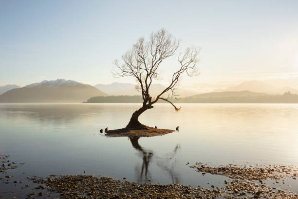 istock Hazy sun behind lone tree, Lake Wanaka, New Zealand 1299490306