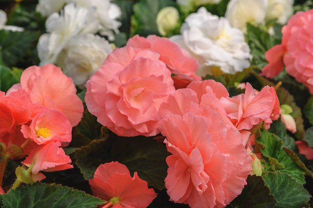 Tuberous begonias, Begonia. Flowers for balcony, park, rooms, garden Flowers background Tuberous begonias, Begonia. Flowers for balcony, park, rooms, garden Close up Flowers background begoniaceae stock pictures, royalty-free photos & images