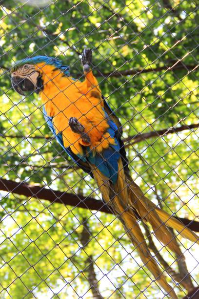 istock big parrot in a zoo cage. Ara parrot 1299492485