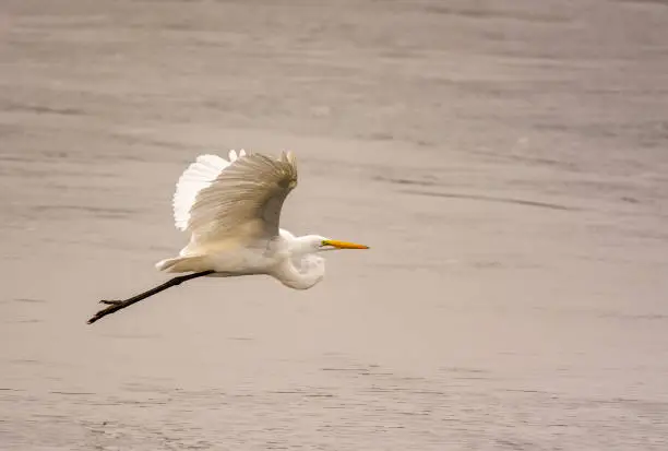 Photo of Great Egret
