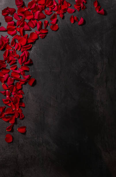 Red Rose Petals for Valentines Day on dark moody background