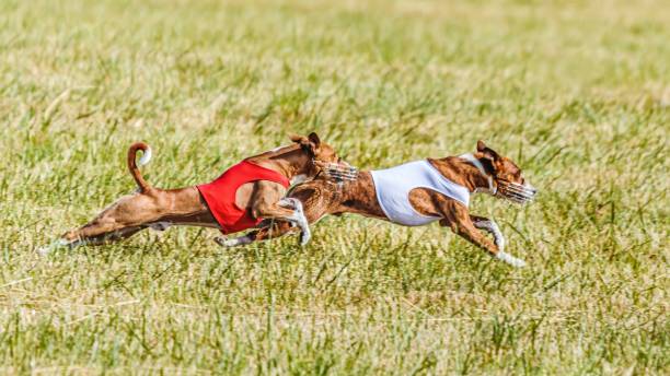 istock Two basenjis running in the field on lure coursing competition 1299496324