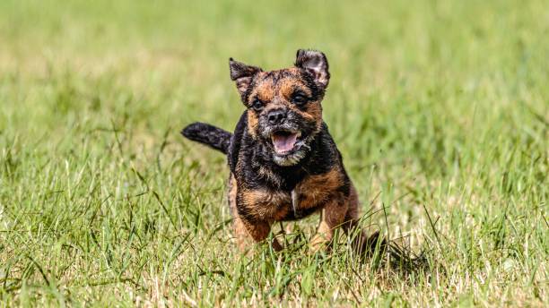 istock Dog running in the field on lure coursing competition 1299496341
