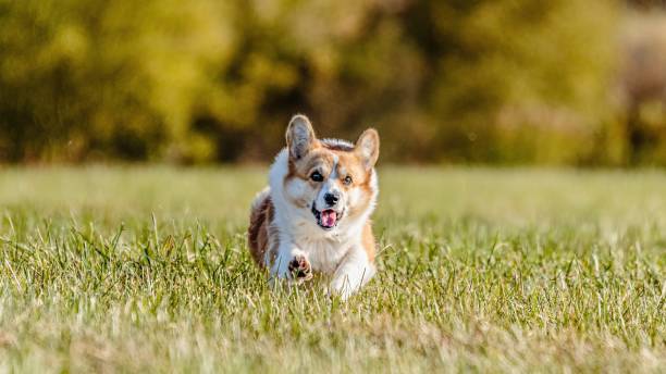 istock Dog running in the field on lure coursing competition 1299496344