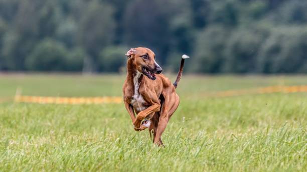istock Azawakh running in the field on lure coursing competition 1299496352