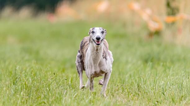 istock Whippet running in the field on lure coursing competition 1299496388