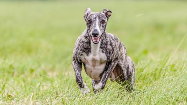 istock Whippet running in the field on lure coursing competition 1299496456