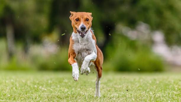 istock Basenji running in the field on lure coursing competition 1299496498