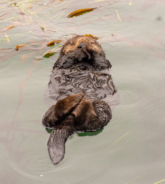 istock Sea Otter in Elkhorn Slough 1299498268