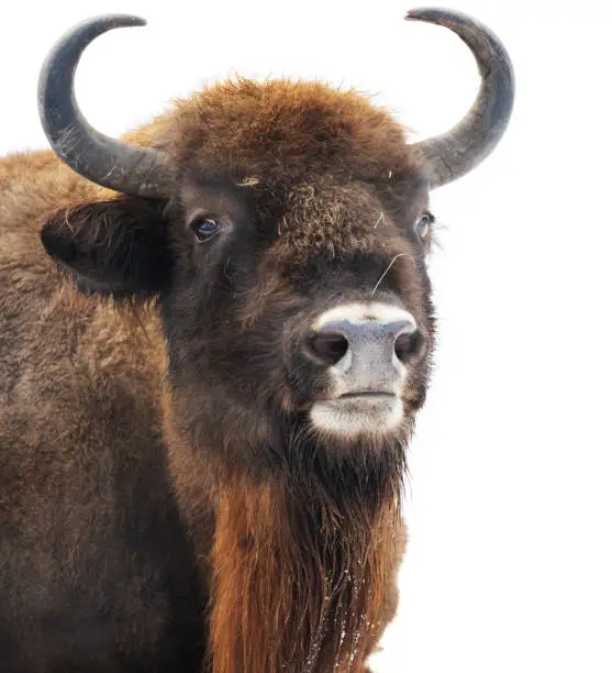 American Bison