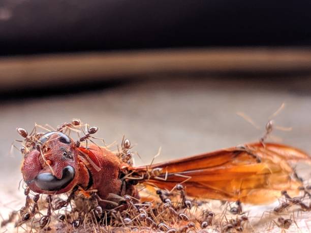 istock The stinging bee is defenseless against the red ant army 1299499297