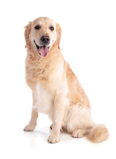 istock Golden retriever dog sitting 1299499386