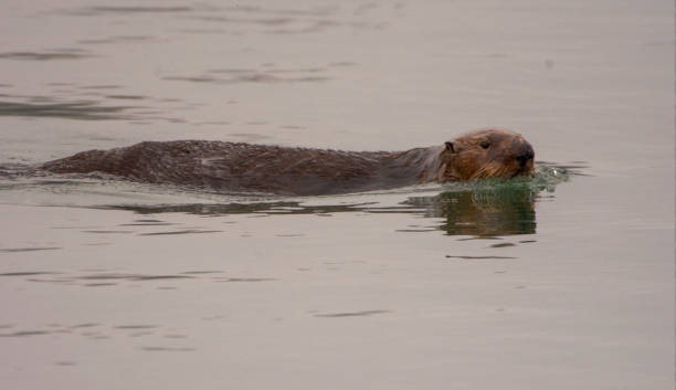 istock Sea Otter in Elkhorn Slough 1299499425