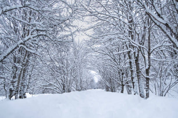 istock Panorama of winter forest landscape with trees 1299499515