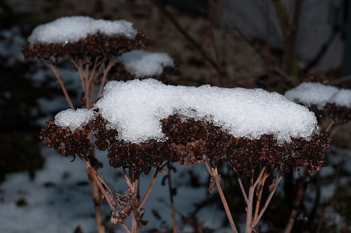 close-up of the wilted flower heads of sedum plants in winter covered with snow