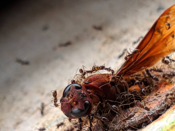 istock The stinging bee is defenseless against the red ant army 1299499702