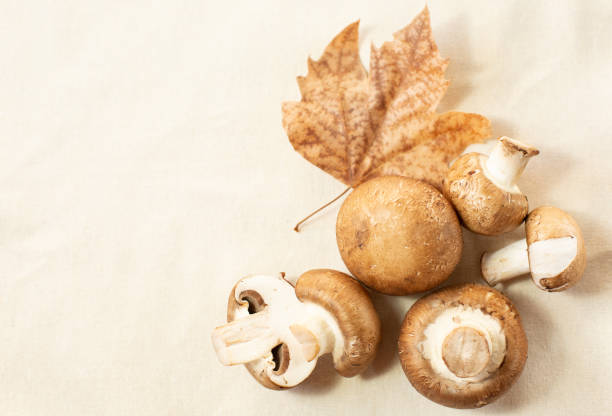 A set of fresh mushrooms and a dry maple leaf are on a light background. Autumn theme. Free space for text.