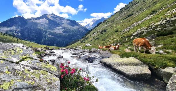 オーストリアのツィラータールアルプスのベルリンハイトレイルハイキングに沿って息をのむようなランズケープ - lake mountain north tirol austria ストックフォトと画像