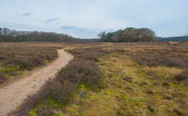 istock Heather and trees in heathland Tafelbergheide in cloudy sunlight in winter 1299503770