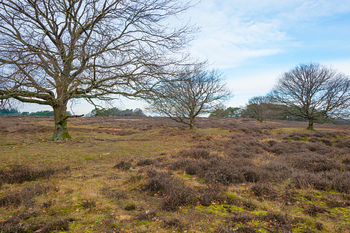 Heather and trees in heathland Tafelbergheide in cloudy sunlight in winter, Blaricum, North Holland, Netherlands, January 30, 2021
