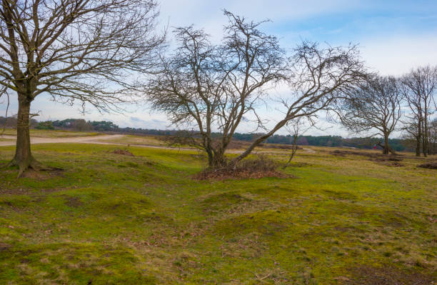 istock Heather and trees in heathland Tafelbergheide in cloudy sunlight in winter 1299503896