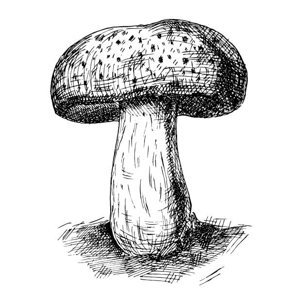 istock Mushroom portobello growing in wildlife. Vintage vector monochrome hatching illustration isolated 1299504857