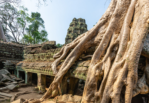 Siem Reap, Cambodia - January 24, 2020: The giant tree roots are going over Ta Prohm Temple, Angkor Wat, Cambodia. Ta Prohm is the temple in Siem Reap, Cambodia, built in the Bayon style largely in the late 12th and early 13th centuries by Khmer King Jayavarman VII.