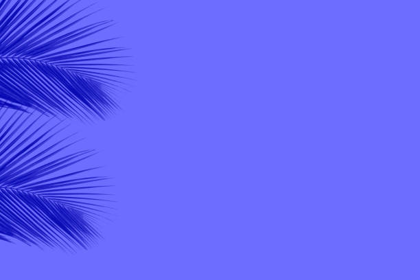 istock Palm leaves on pale violet background. Minimal concept. Copy space 1299507429