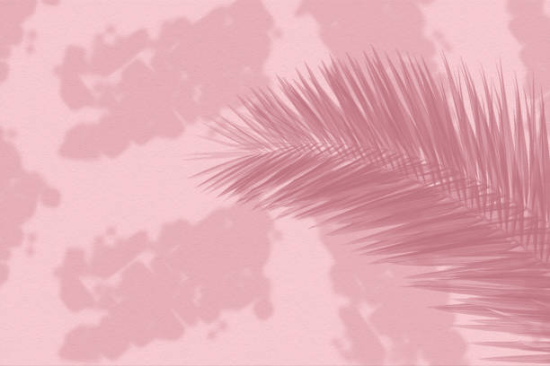 istock Pink soft cement texture wall leaf plant shadow background. Summer tropical travel beach with minimal concept. Flat lay pastel color palm nature. 1299507433